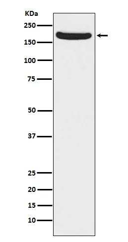 NMDAR2A (GRIN2A) Rabbit Monoclonal Antibody - image 1