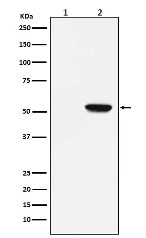 MLKL Rabbit Monoclonal Antibody - image 1
