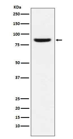 MCM5 Rabbit Monoclonal Antibody - image 1