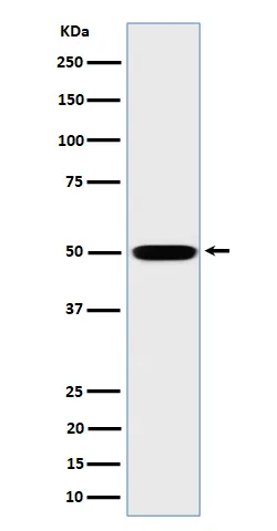 MST4 (STK26) Rabbit Monoclonal Antibody - image 1