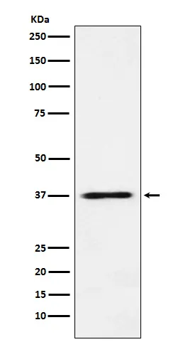 JAB1 (COPS5) Rabbit Monoclonal Antibody - image 1