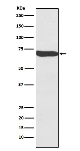 Frizzled 9 (FZD9) Rabbit Monoclonal Antibody - image 1