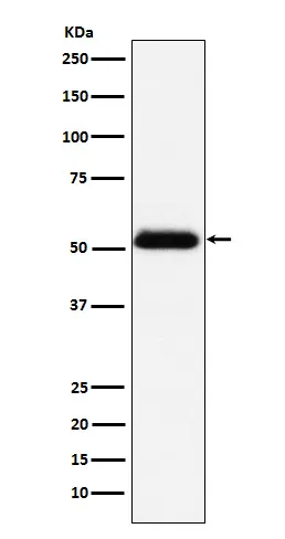 Prostatic Acid Phosphatase (ACPP) Rabbit Monoclonal Antibody - image 1