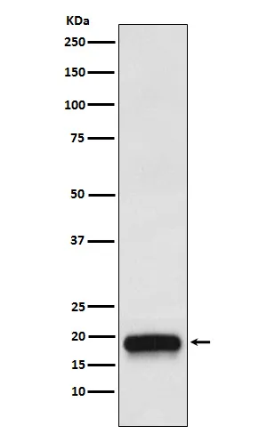 VEGFB Rabbit Monoclonal Antibody - image 1