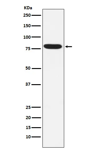 IKBKE Rabbit Monoclonal Antibody - image 1