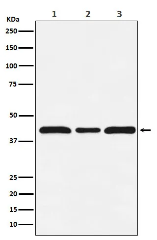 c Maf (MAF) Rabbit Monoclonal Antibody - image 1