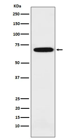 IKZF3 Rabbit Monoclonal Antibody - image 1