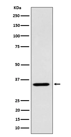 ARPC2 Rabbit Monoclonal Antibody - image 1