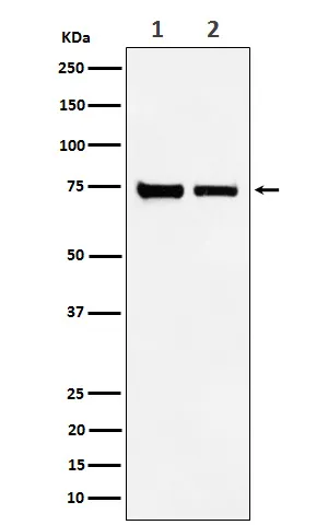 CPSF73 (CPSF3) Rabbit Monoclonal Antibody - image 1