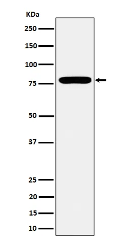 GFPT1 Rabbit Monoclonal Antibody - image 1