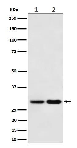 MTAP Rabbit Monoclonal Antibody - image 1