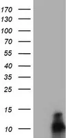 FXYD3 Mouse Monoclonal Antibody (HRP conjugated) [Clone ID: OTI1F12] - image 1