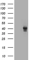 TBCC Mouse Monoclonal Antibody (Biotin conjugated) [Clone ID: OTI3A10] - image 1