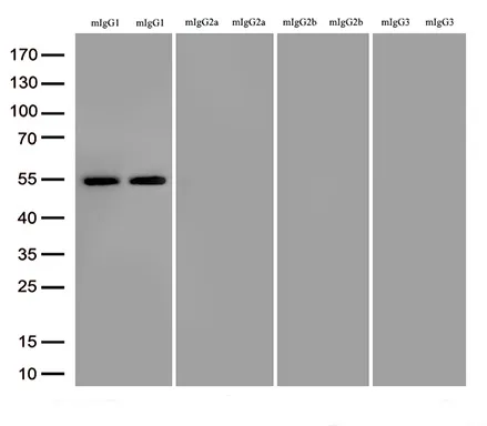 mIgG1 Fcγ Fragment Specific Rabbit monoclonal antibody,clone OTIR8A7 - image 1