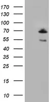 cIAP2 (BIRC3) Mouse Monoclonal Antibody (Biotin conjugated) [Clone ID: OTI2B2] - image 1