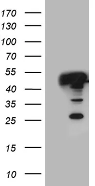 TXNL2 (GLRX3) Mouse Monoclonal Antibody (HRP conjugated) [Clone ID: OTI4C8] - image 1