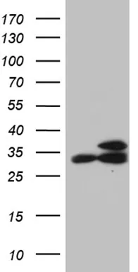 RPL7A Mouse Monoclonal Antibody (Biotin conjugated) [Clone ID: OTI4D5] - image 1