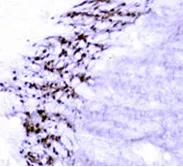 GABA Rabbit Polyclonal Antibody - image 1