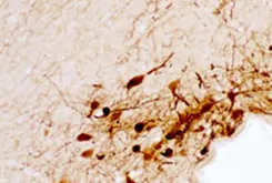 Histamine Rabbit Polyclonal Antibody - image 1