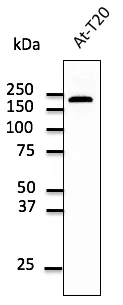 EEA1 Goat Polyclonal Antibody - image 1