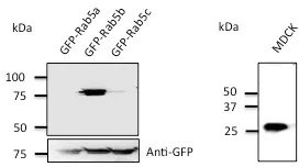 RAB5B Goat Polyclonal Antibody - image 1