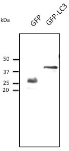 GFP Goat Polyclonal Antibody - image 1