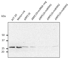 RAB27A Goat Polyclonal Antibody - image 1