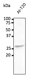 RAB5C Goat Polyclonal Antibody - image 1