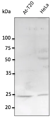 RAB11A Goat Polyclonal Antibody - image 1