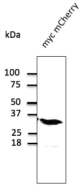 mCherry Goat Polyclonal Antibody - image 1