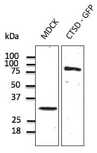 Cathepsin D (CTSD) Goat Polyclonal Antibody - image 1