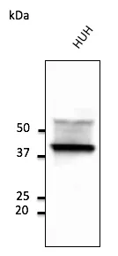 CD63 Goat Polyclonal Antibody - image 1