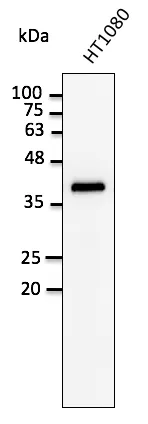 GAPDH Goat Polyclonal Antibody - image 1
