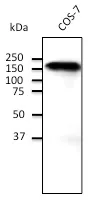 E Cadherin (CDH1) Goat Polyclonal Antibody - image 1