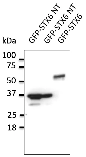 Syntaxin 6 (STX6) Goat Polyclonal Antibody - image 1