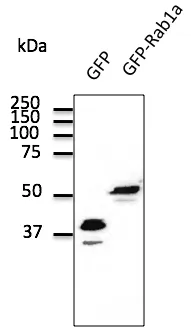 GFP Goat Polyclonal Antibody - image 1