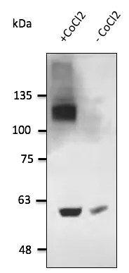 HIF-1 alpha (HIF1A) Goat Polyclonal Antibody - image 1