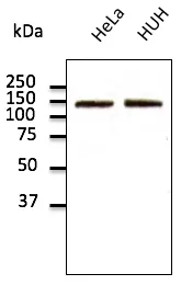 N Cadherin (CDH2) Goat Polyclonal Antibody - image 1