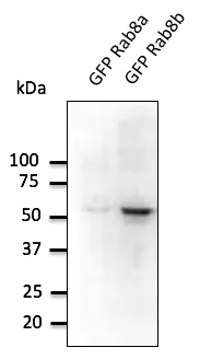 RAB8B Goat Polyclonal Antibody - image 1
