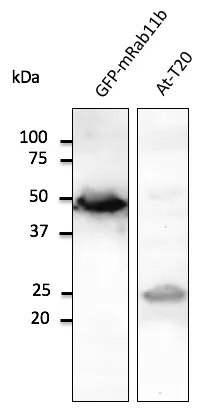 Rab11 (RAB11B) Goat Polyclonal Antibody - image 1