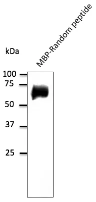 Random Goat Polyclonal Antibody - image 1