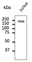 CD45 (PTPRC) Goat Polyclonal Antibody - image 1