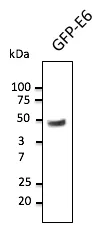 HPV11 Goat Polyclonal Antibody - image 1