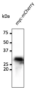 MYC Goat Polyclonal Antibody - image 1