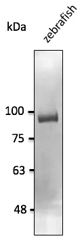OB Cadherin (CDH11) Goat Polyclonal Antibody - image 1