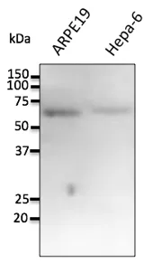 FTCD Goat Polyclonal Antibody - image 1