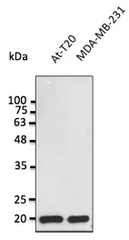 BAX Goat Polyclonal Antibody - image 1