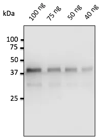 PGA - image 1