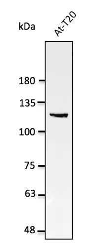 Nucleolin (NCL) Goat Polyclonal Antibody - image 1