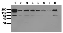 EGFR (C-term) (incl. pos. control) Mouse Monoclonal Antibody [Clone ID: 13G8] - image 1
